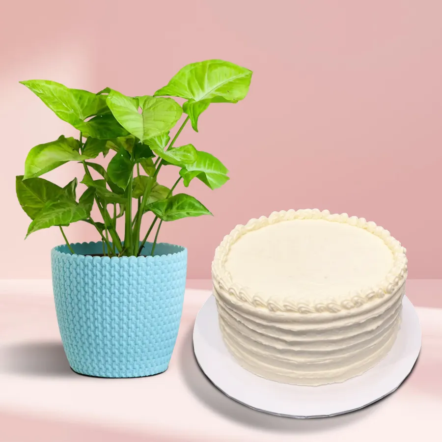 Blossom-Filled Syngonium Plant in a plastic pot with a half-kilogram vanilla cake, perfect for gifting and creating memorable moments.