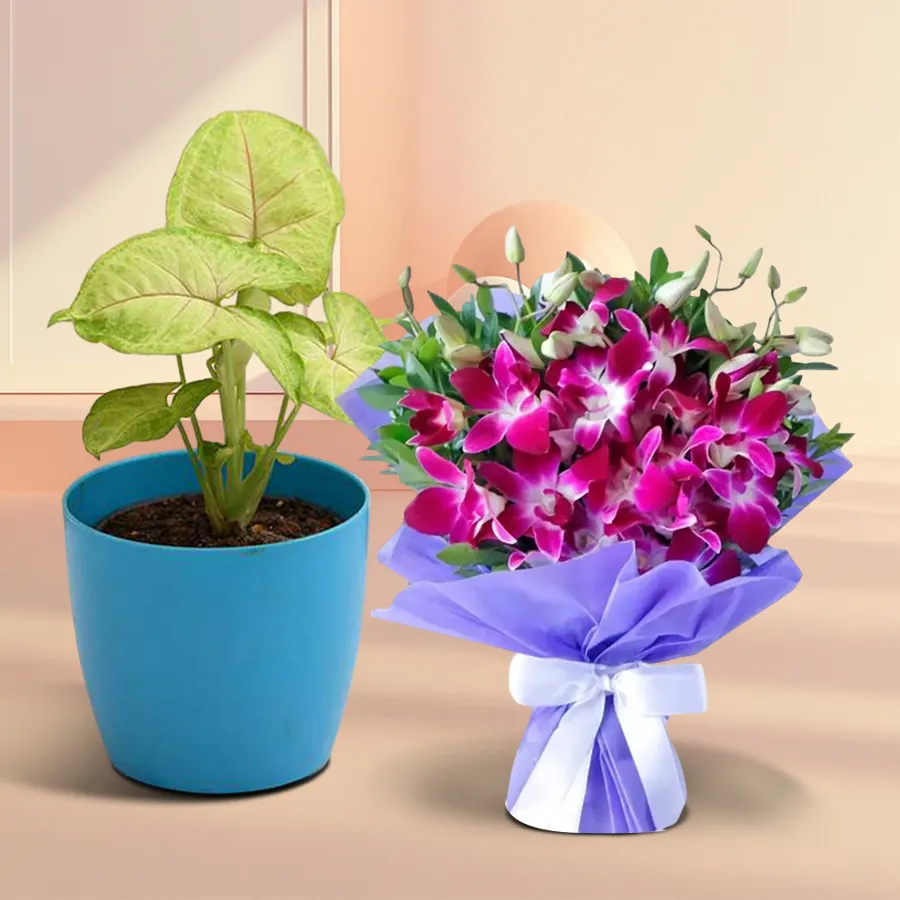 Decorative gift featuring a Syngonium plant and ten orchids in a plastic pot.