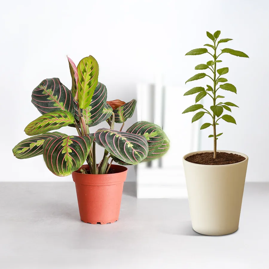 Pure Serenity gift set featuring Holy Tulsi and Maranta Prayer Plants in a designer pot.