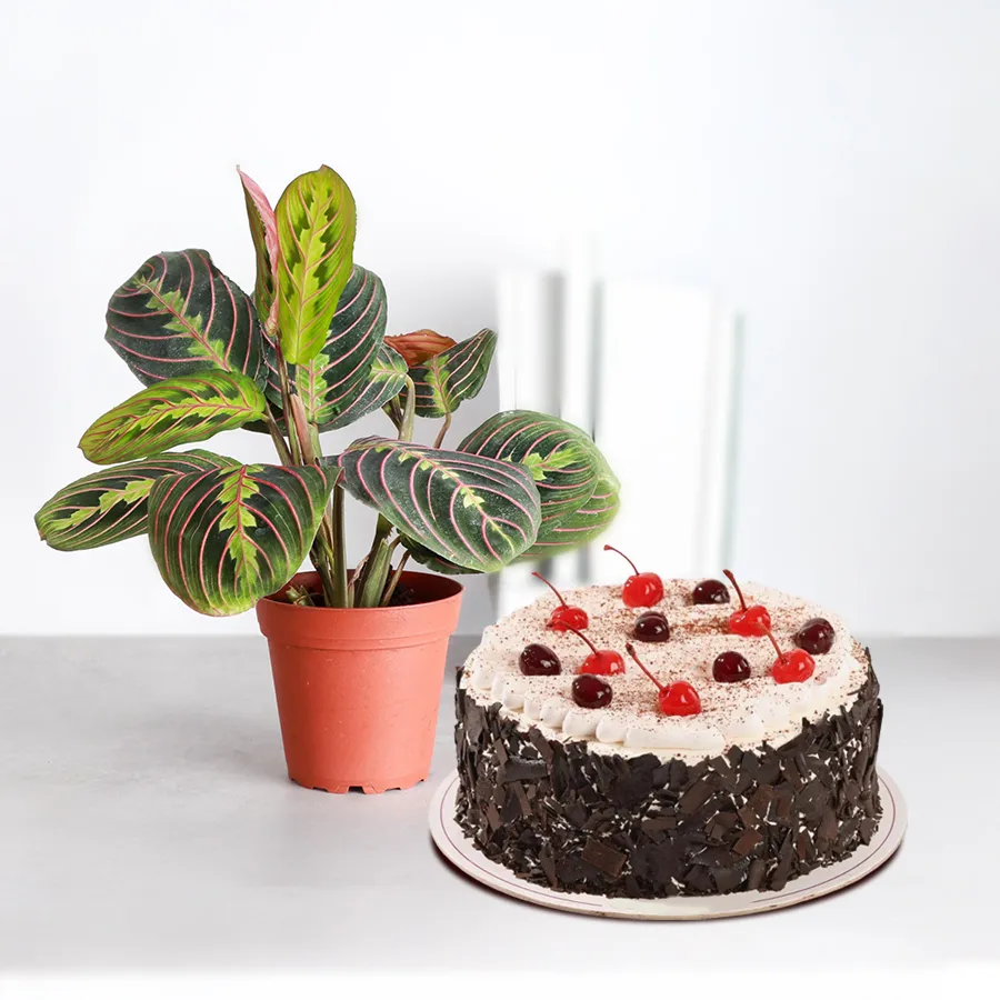 Attractive Maranta Prayer Indoor Plant with a 1/2 kg Black Forest Cake in a designer pot, showcasing a vibrant green plant and a rich, chocolatey cake.