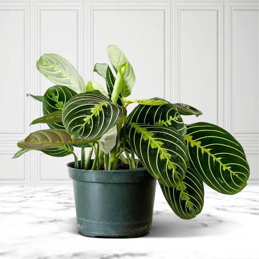 Charming Indoor Maranta Prayer Plant gift in a pot.