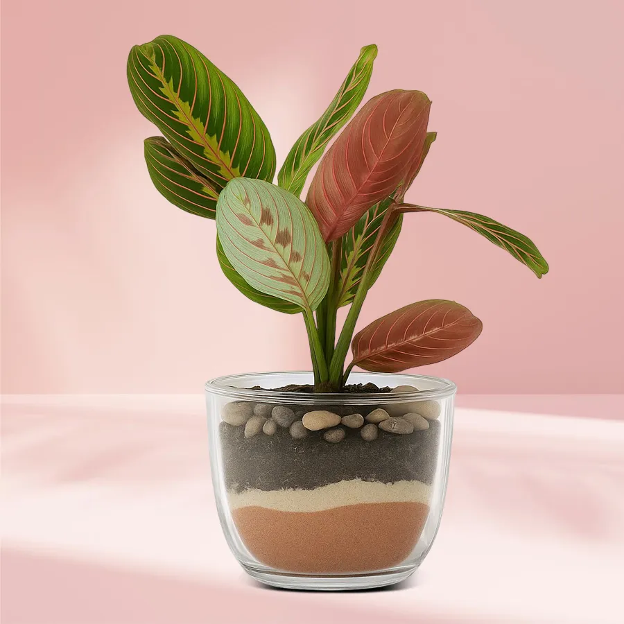 Serene Maranta Prayer Plant in a stylish glass pot, perfect for indoor gifting.