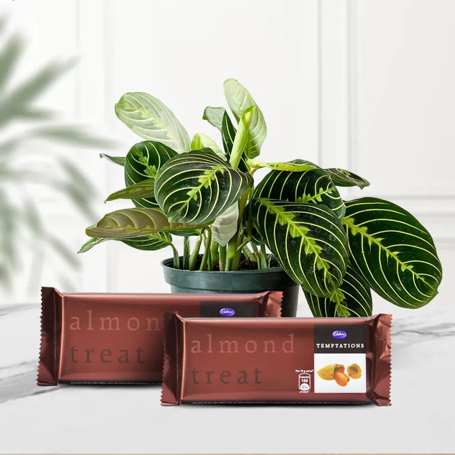 Indoor Maranta Prayer Plant in a plastic pot with chocolates.