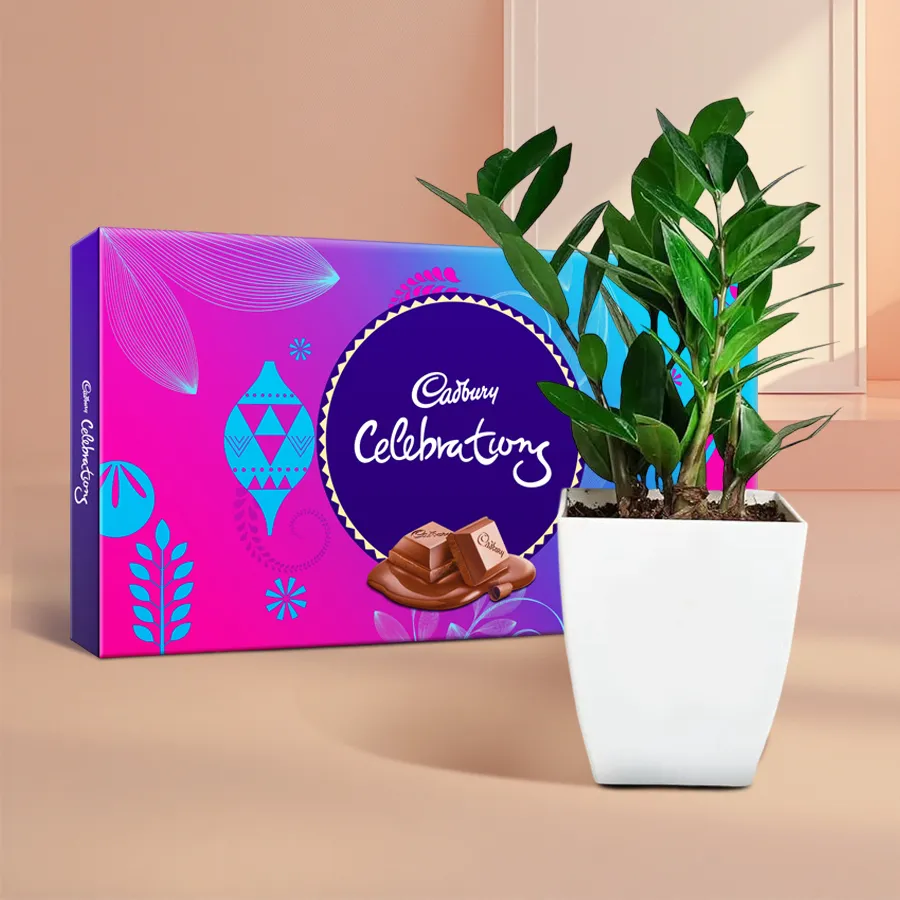 Fast-Growing Zamia Indoor Plant with Cadbury Celebration Chocolates in a plastic tub.