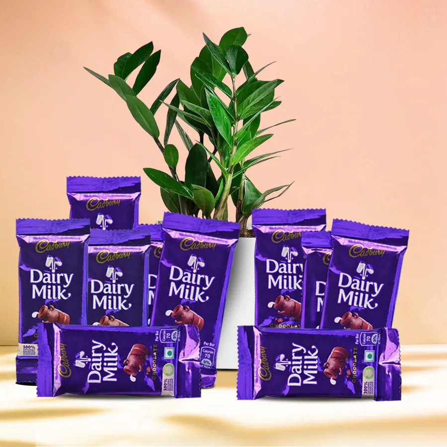 Indoor Zamia plant in a plastic pot with Cadbury chocolates, perfect for gifting.
