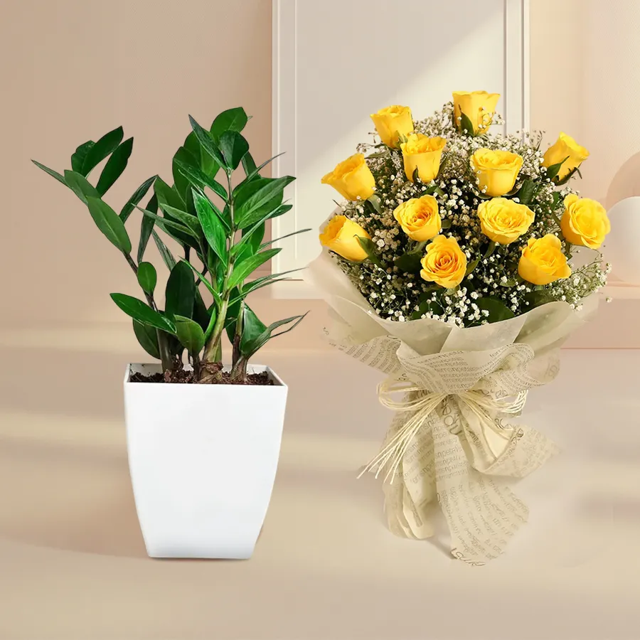 Enchanting Zamia Air Purifier Plant with yellow roses bouquet in a plastic pot.