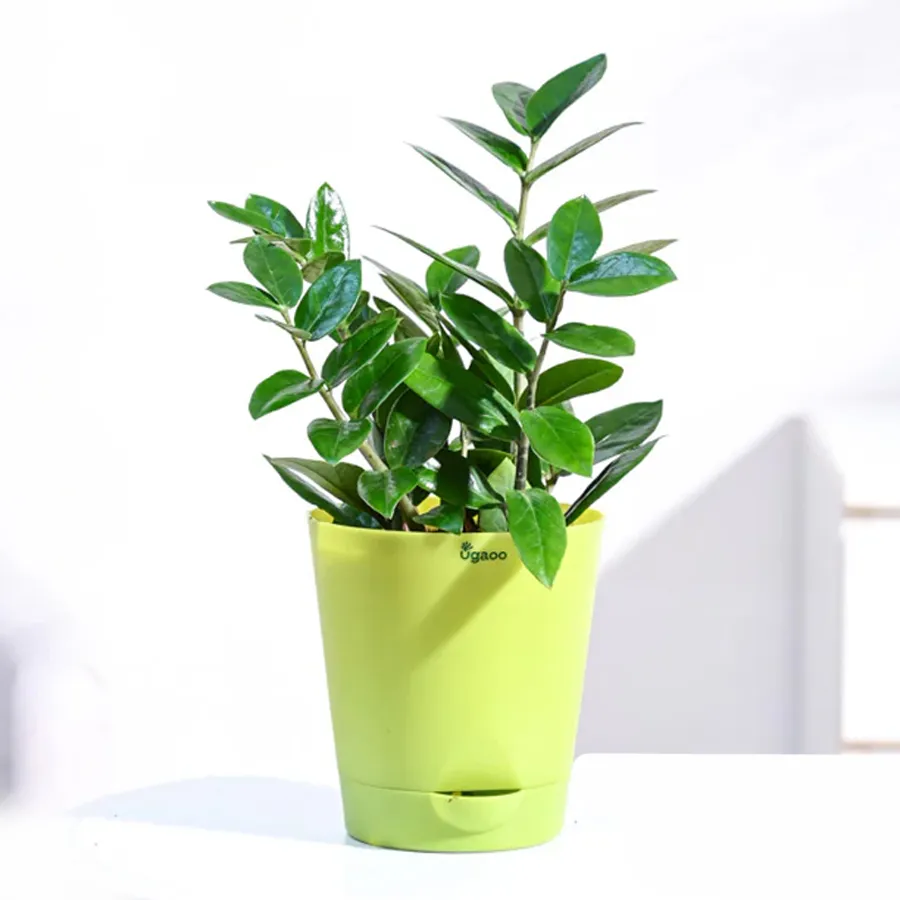 Nurturing air purifying Zamia plant in a plastic pot.
