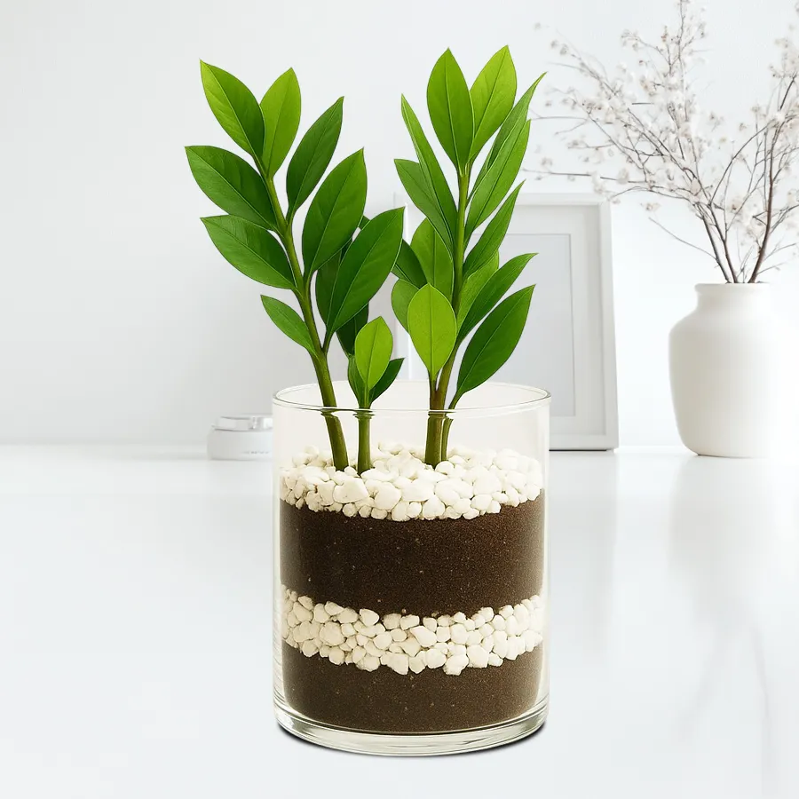 Joyful Zamia live plant in an 8 inch glass pot, perfect for indoor decor and air purification.