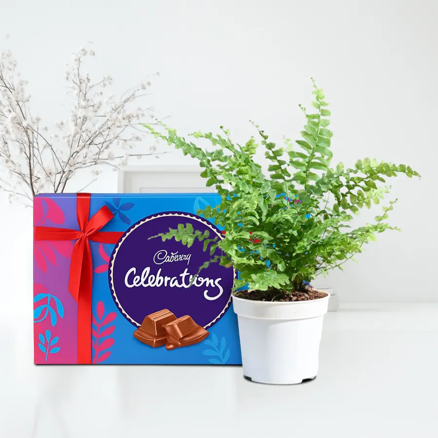 Festive Combo of Air Purifying Bostern Fern and Chocolates