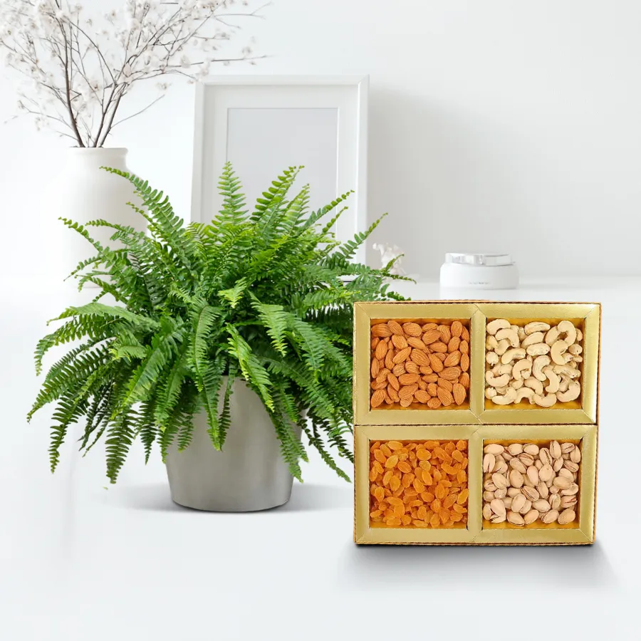 Evergreen Air Purifier Bostern Fern Plant with Mixed Dry Fruits in a plastic pot.