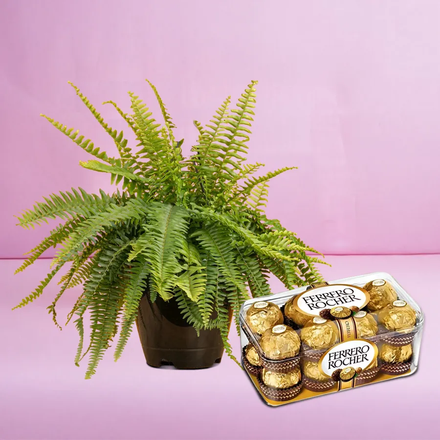 Exquisite Bostern Fern in a pot with Ferrero Rocher chocolates.