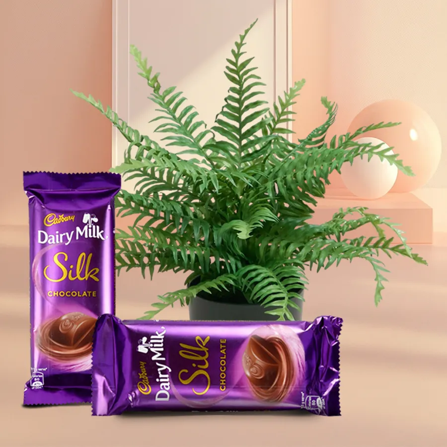 Indoor Bostern Fern gift with Cadbury Dairy Milk Silk chocolates.