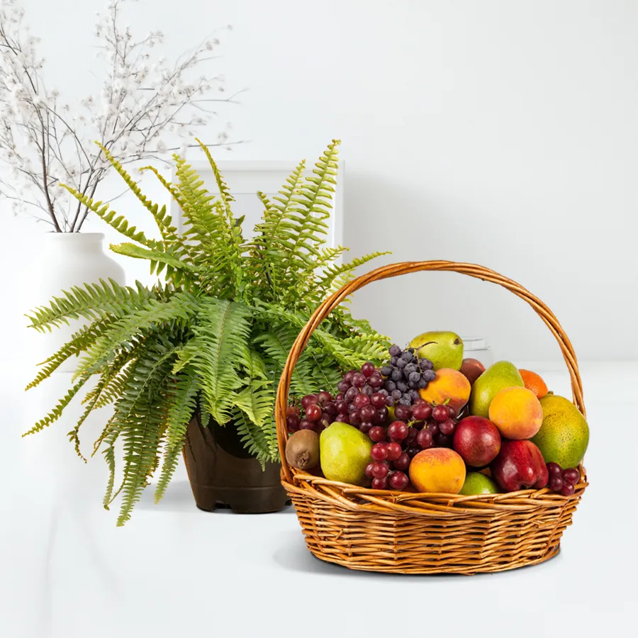 Go Green Air Purifier Bostern Fern in plastic pot with seasonal fruits basket.