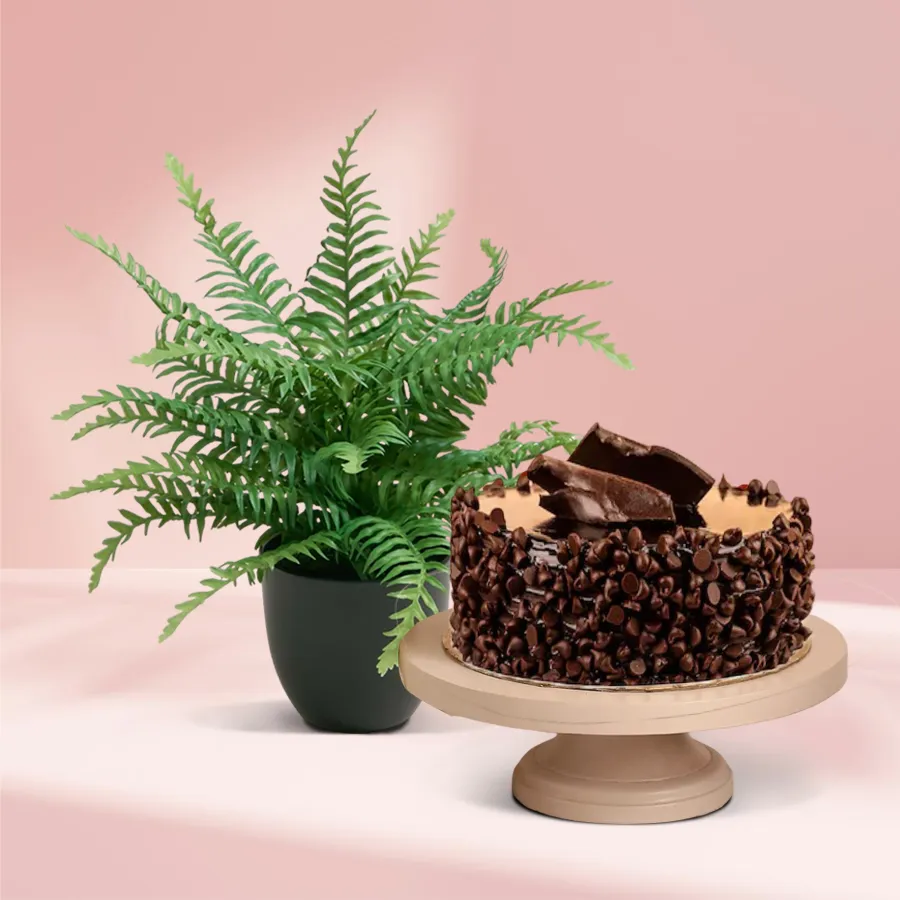 Bostern Fern plant in a plastic pot accompanied by a 1/2 kg chocolate cake, perfect for gifting.