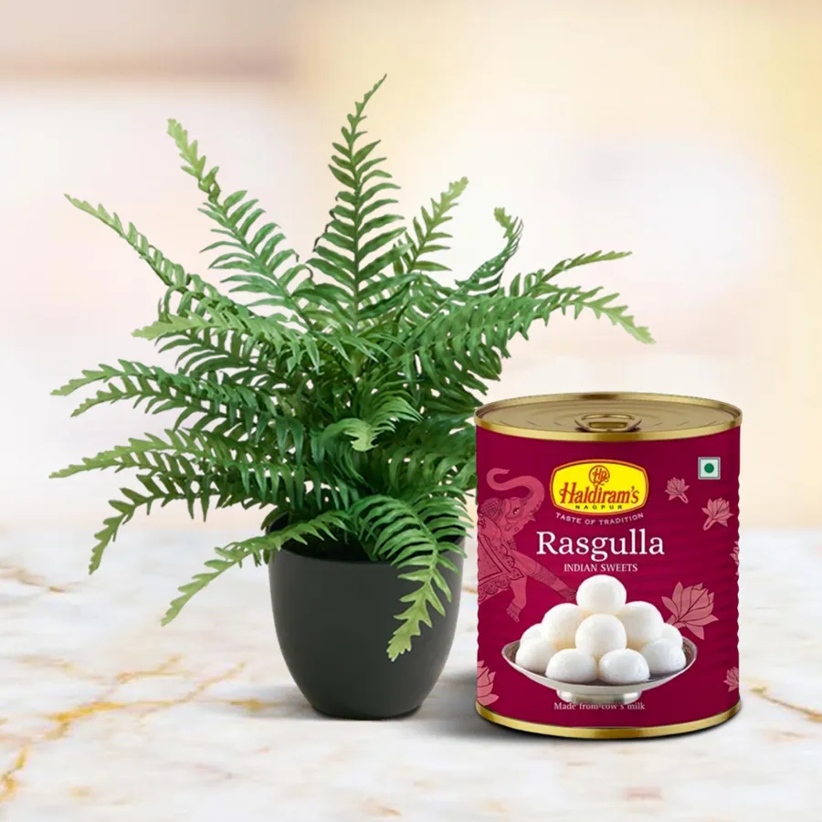 Refreshing Fern & Rasgulla Delight combo featuring Bostern Fern in a pot and a tin of Haldiram Rasgulla.