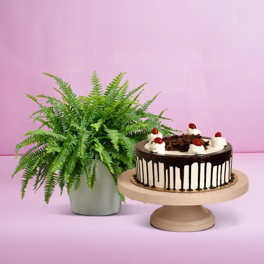 Bostern fern plant in pot alongside a 1 kg Black Forest cake, perfect for gifting.