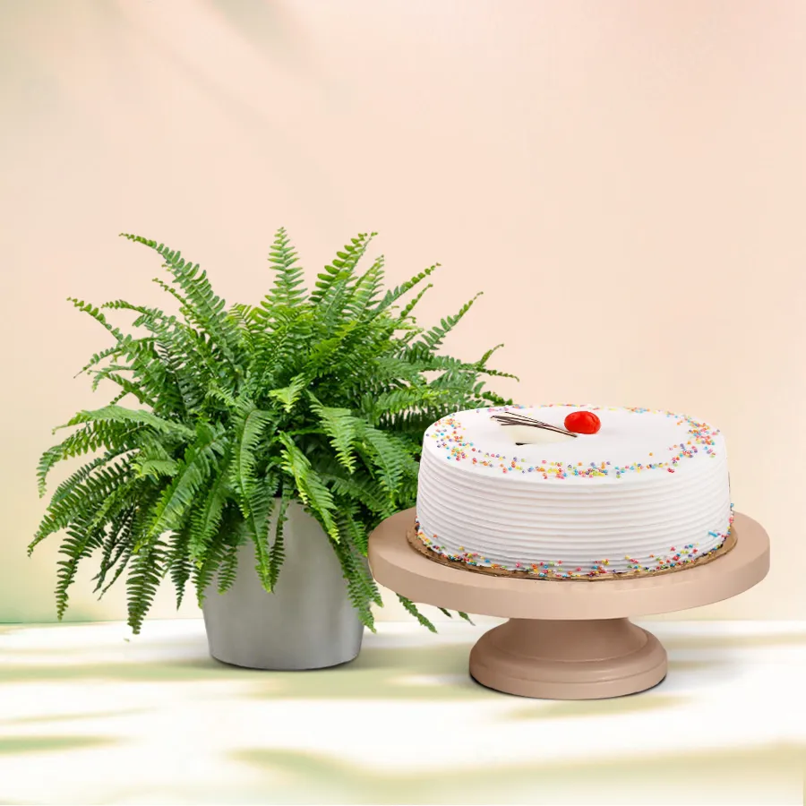 Evergreen Indoor Decor Bostern Fern Plant with Vanilla Cake in a stylish plastic pot.