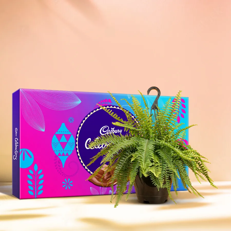 Cozy Fern and Chocolate Bliss featuring a live Bostern fern and Cadbury Celebration Pack, perfect for gifting and enhancing indoor decor.