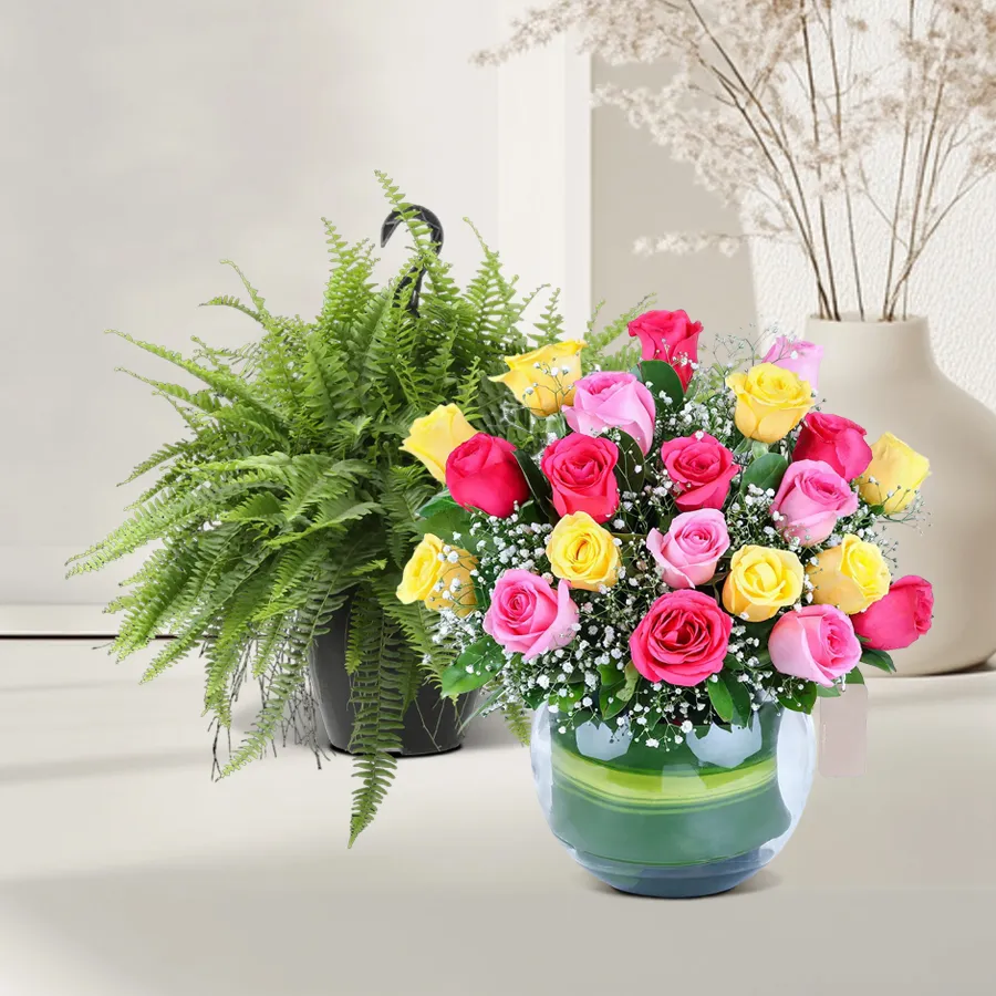 A beautiful combo of Hanging Bostern Fern and 12 Mixed Roses in a glass vase, perfect for indoor decor and gifting.