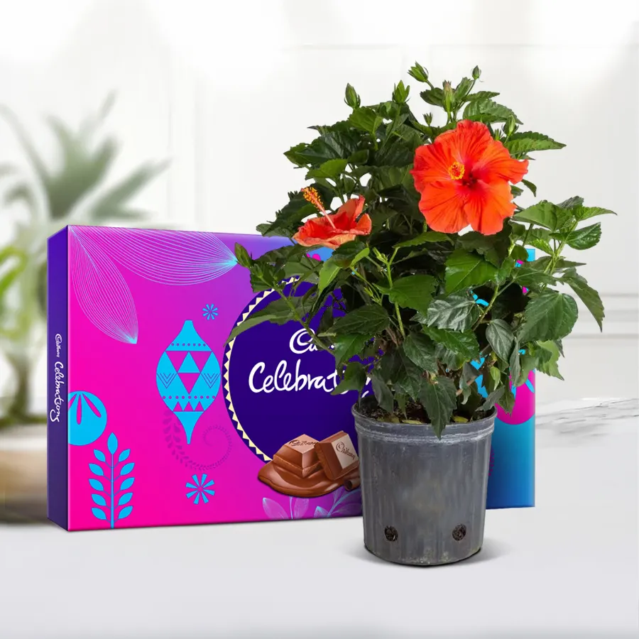 Indoor Tropical Hibiscus Plant in plastic pot with assorted Cadbury chocolates.