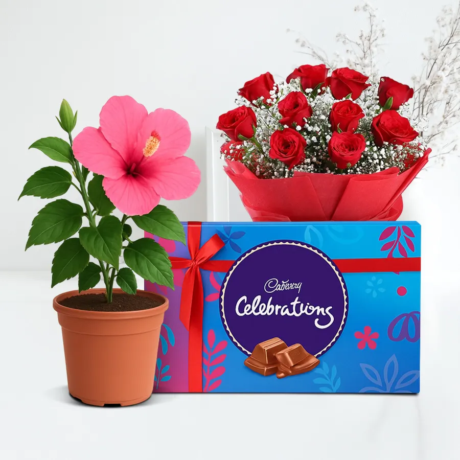 Attractive flowering plant pot featuring a Tropical Hibiscus, red roses bouquet, and Cadbury chocolates as a delightful gift set.