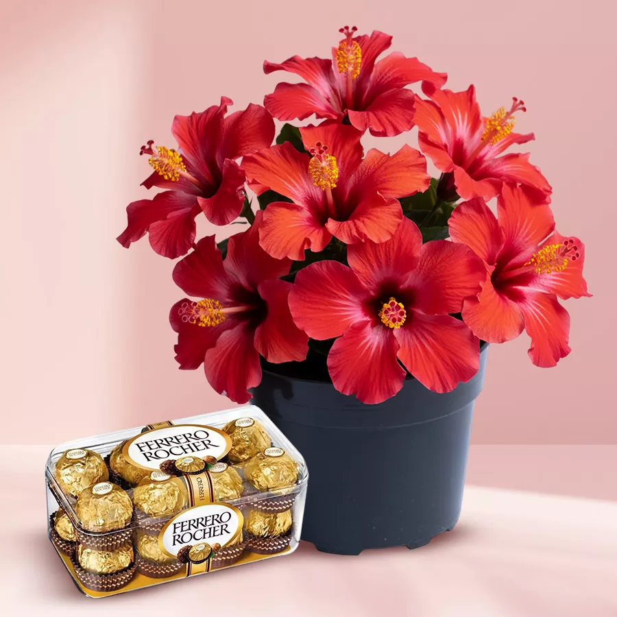Flowering Hibiscus plant in a plastic pot with a box of Ferrero Rocher chocolates, ideal gift for loved ones.