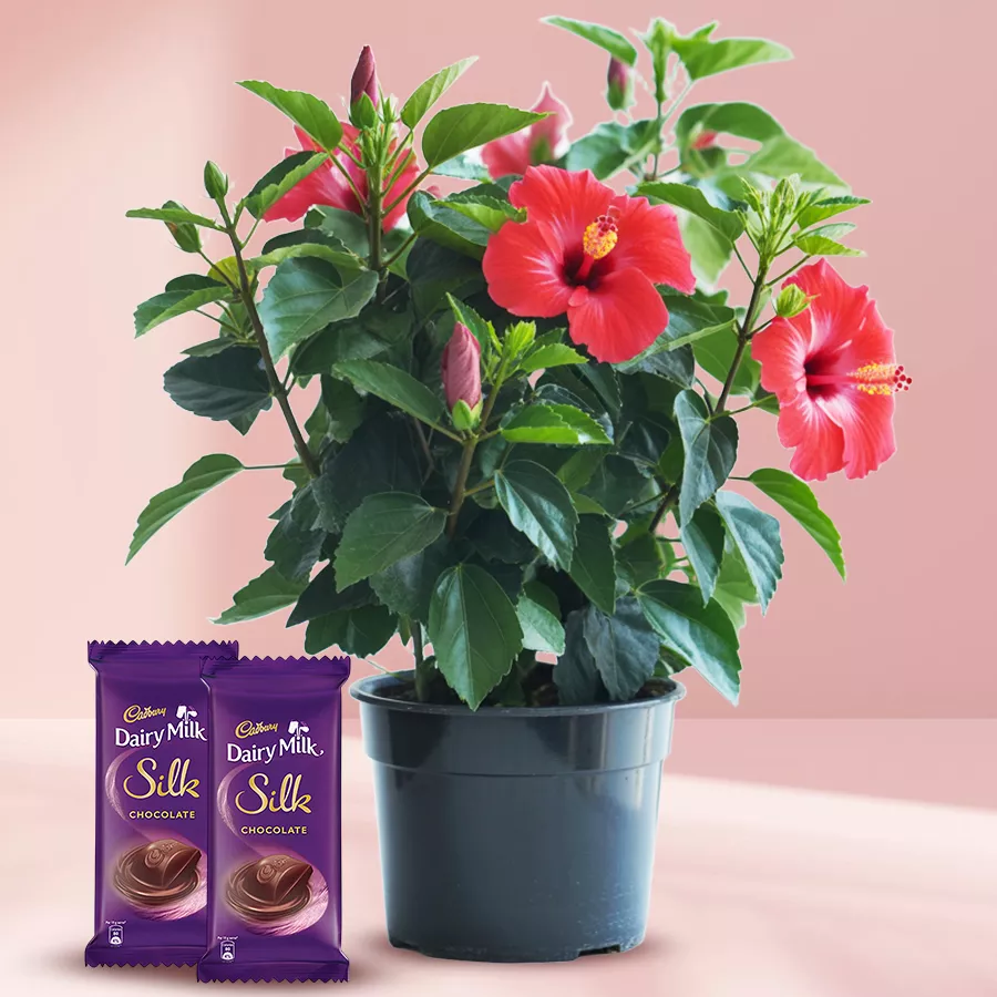 Hibiscus flowering plant in a pot with two Cadbury Dairy Milk Silk chocolates, a delightful gift duo.
