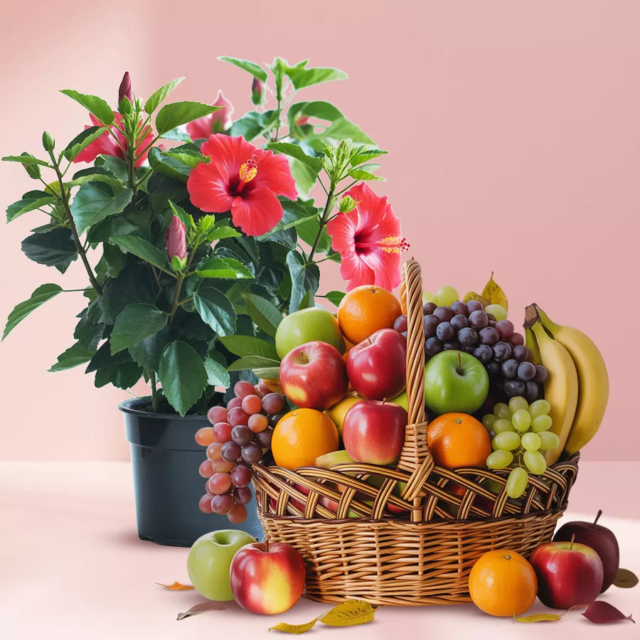 Flowering Hibiscus Plant in plastic pot with seasonal fruits basket.