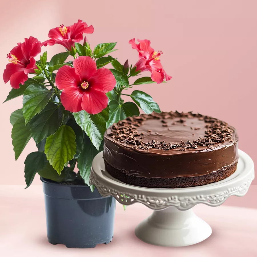 Flowering hibiscus plant in a plastic pot paired with a chocolate cake.
