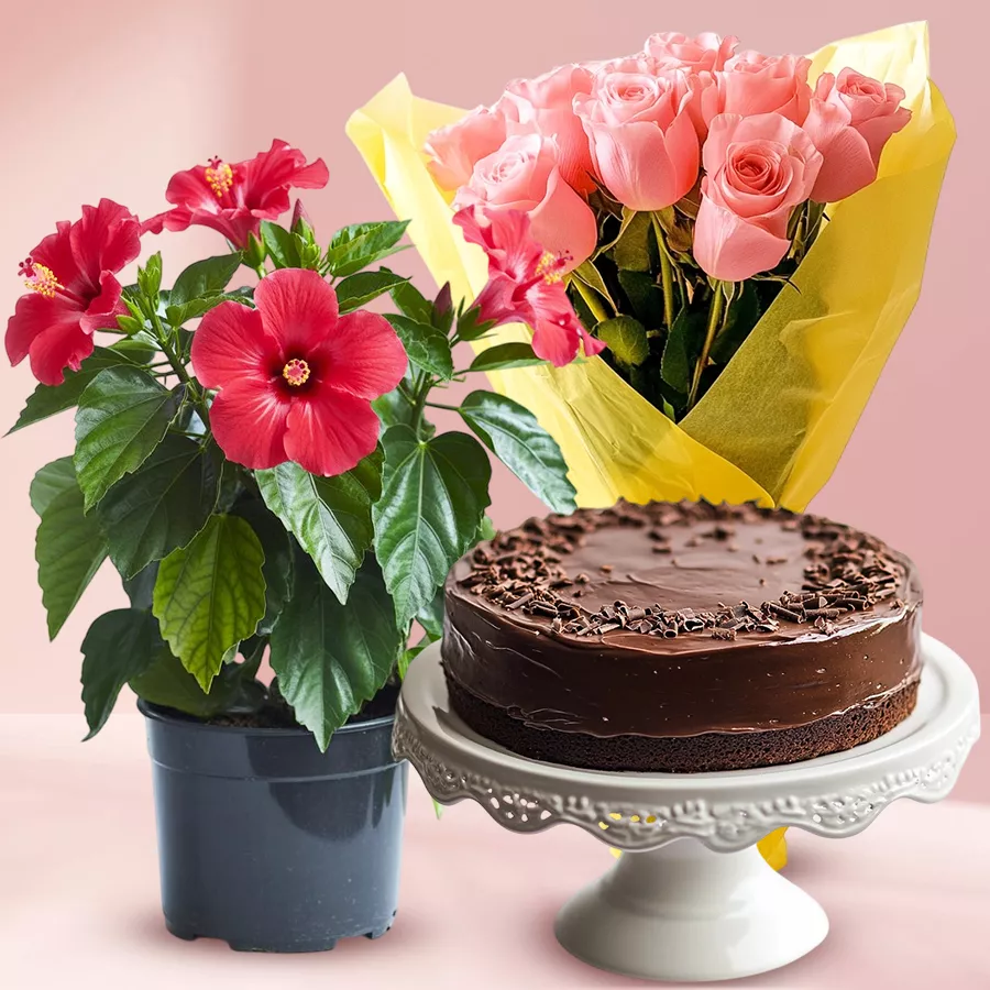 Evergreen Plant Gift featuring a Tropical Hibiscus, a chocolate cake, and a bouquet of pink roses.