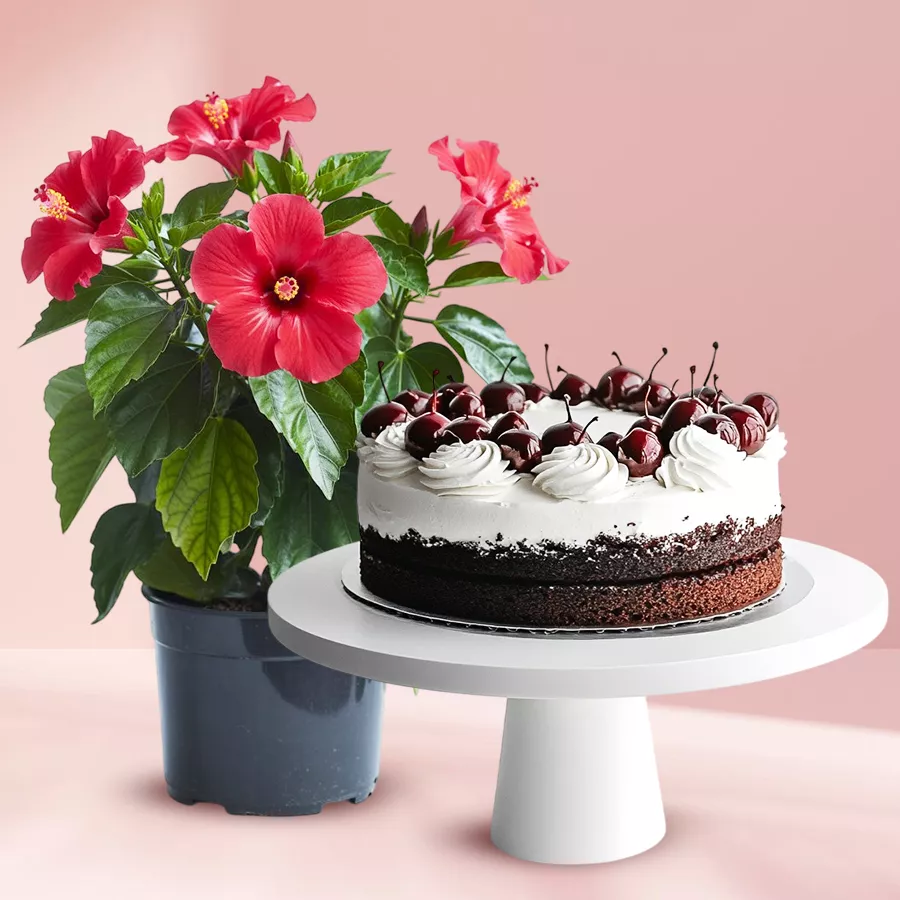 Exquisite combo of a Tropical Hibiscus Plant in a pot and a delicious Black Forest Cake, perfect for gifting.