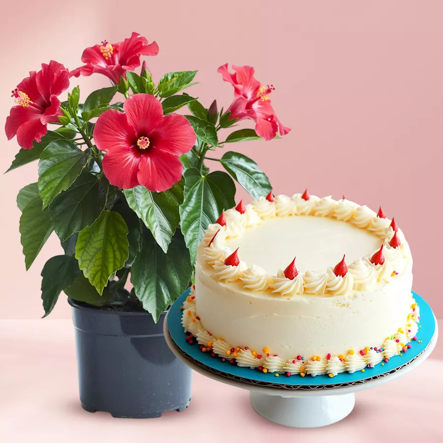Tropical Hibiscus Plant in a pot with a vanilla cake, perfect gift combo.