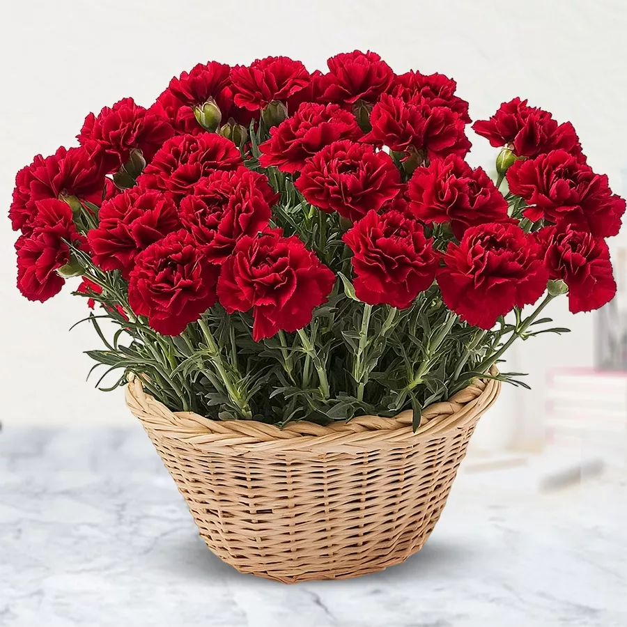 A beautiful basket featuring 18 red carnations, symbolizing love and admiration.