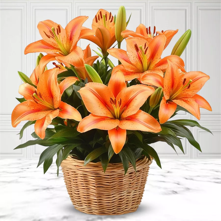 A beautiful basket containing 8 vibrant orange lilies, perfect for gifting and uplifting spirits.