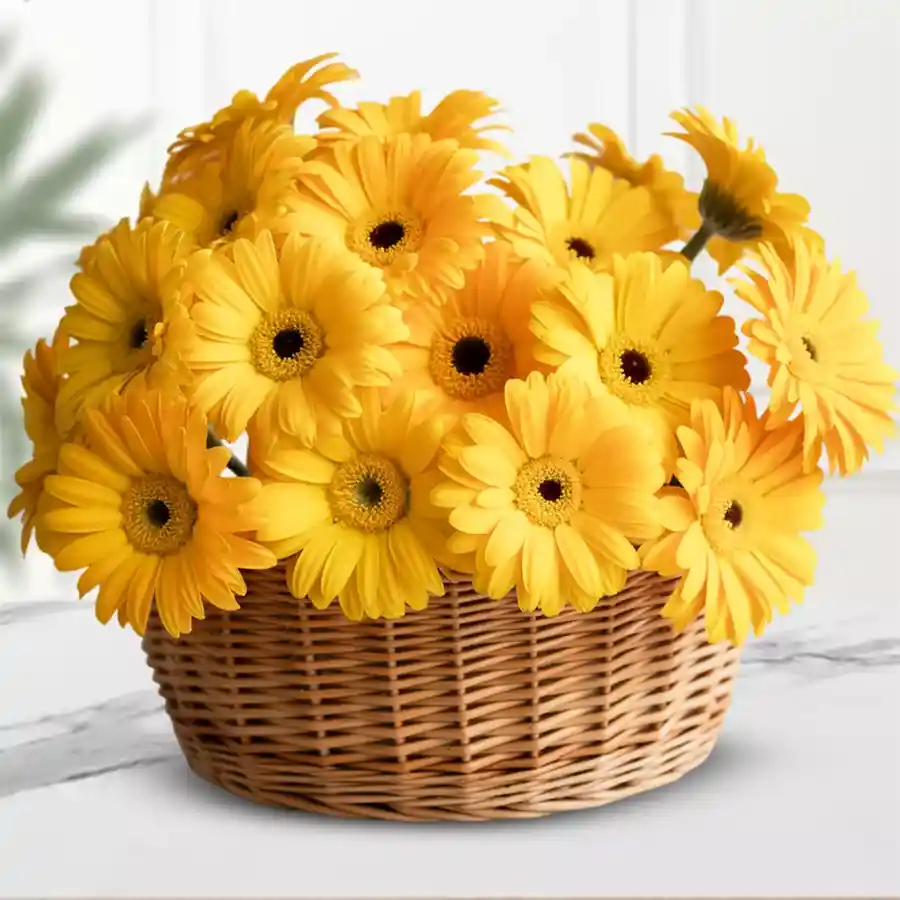 A stunning arrangement of 12 yellow gerberas designed to brighten Mother's Day celebrations.