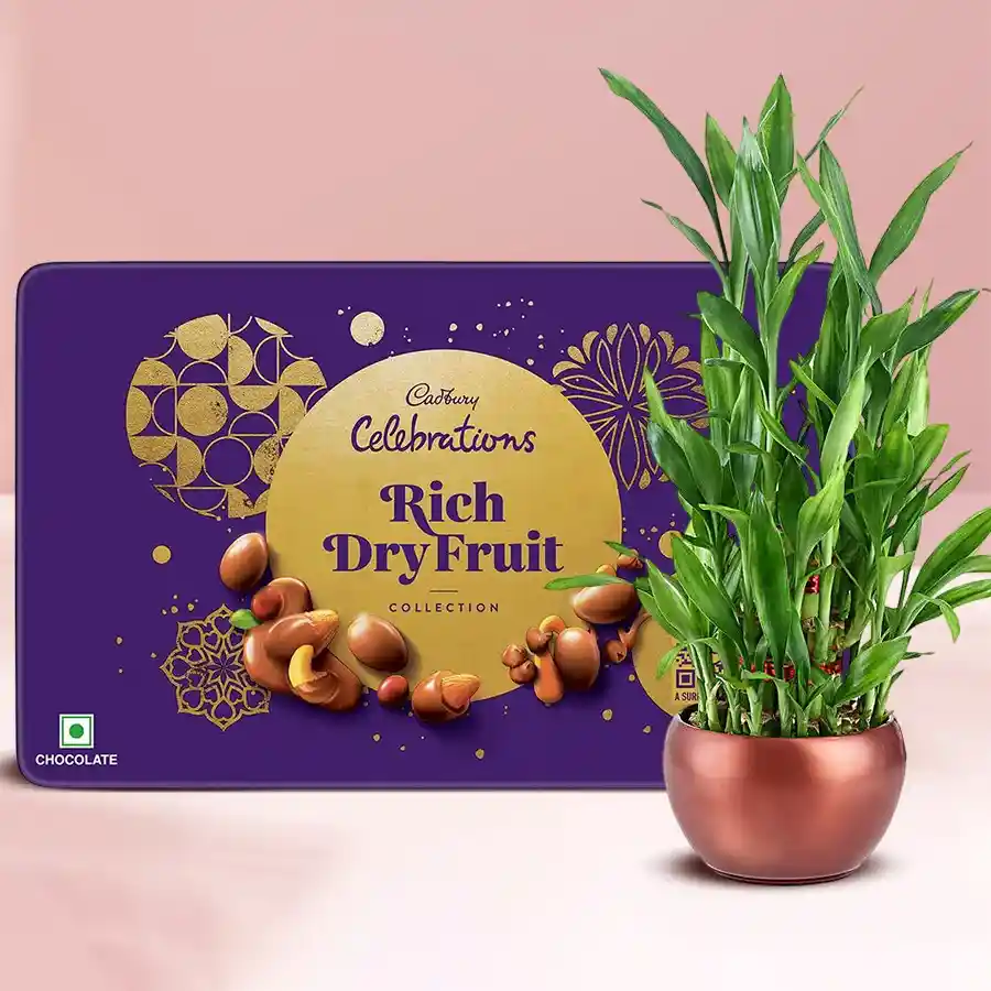 Lucky Bamboo Plant and Cadbury Dry Fruit Tin Combo Gift arrangement