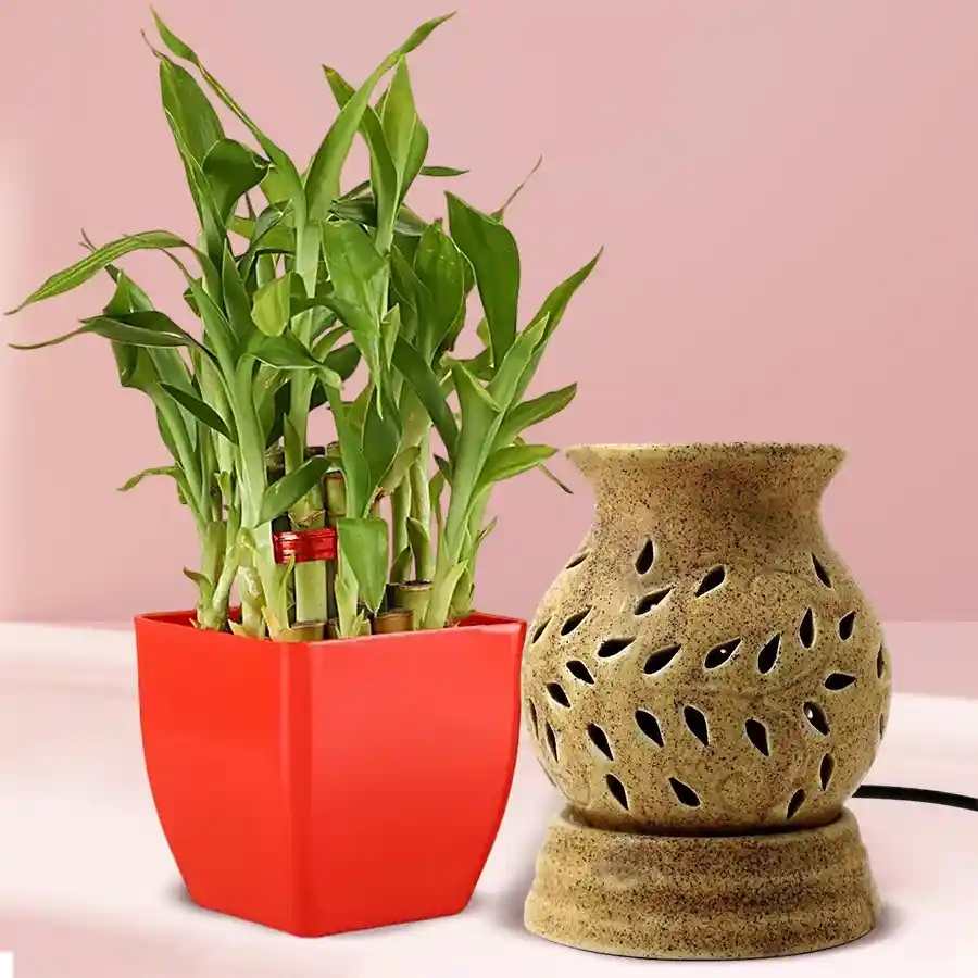 Mesmerizing 2-Tier Lucky Bamboo Plant in a plastic pot with an Aroma Diffuser set against a neutral background