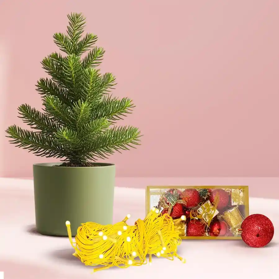 A vibrant Araucaria potted plant surrounded by twinkling LED chain lights and charming Christmas decorations in a beautifully presented gift combo.