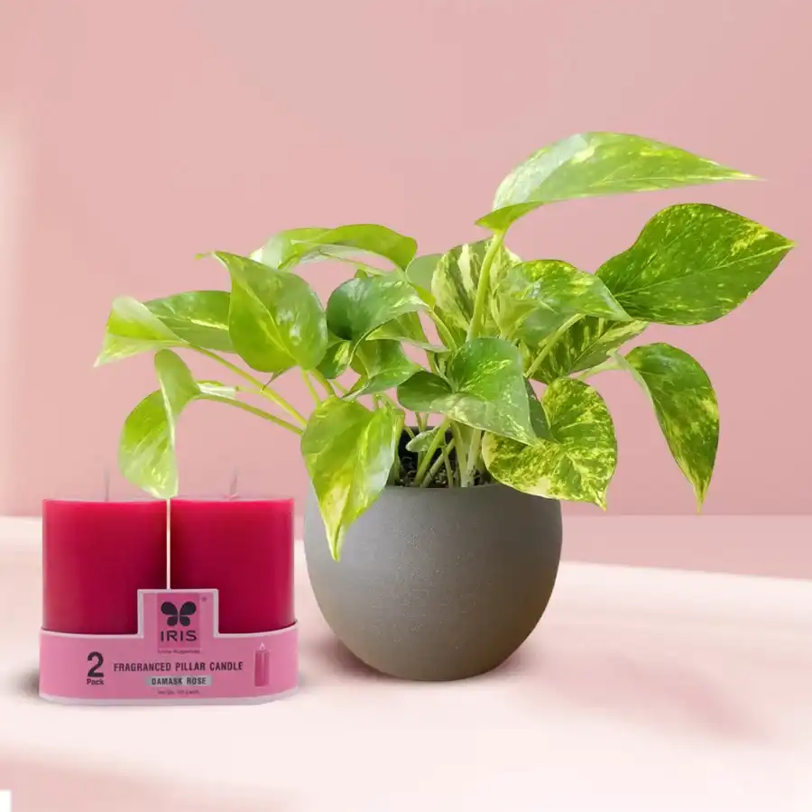 Exotic Money Plant in a plastic pot next to an Iris Aroma Pillar Candle on a wooden surface