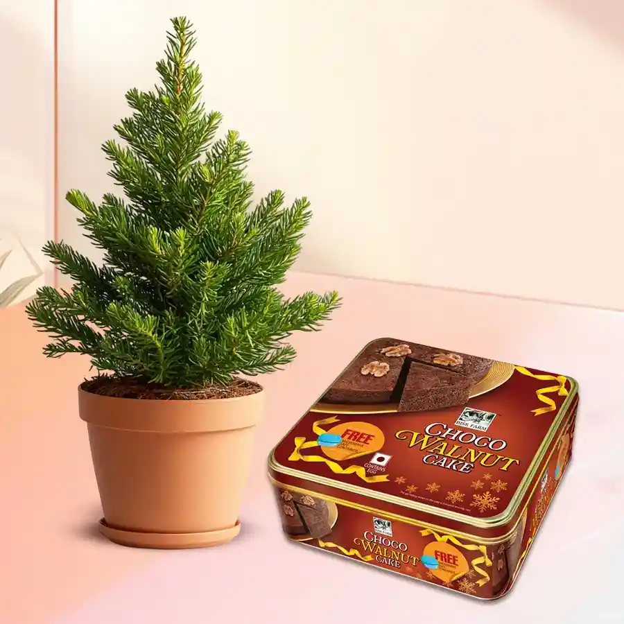 Araucaria potted plant next to a 400g Bisk Farms Walnut Cake on a decorative surface