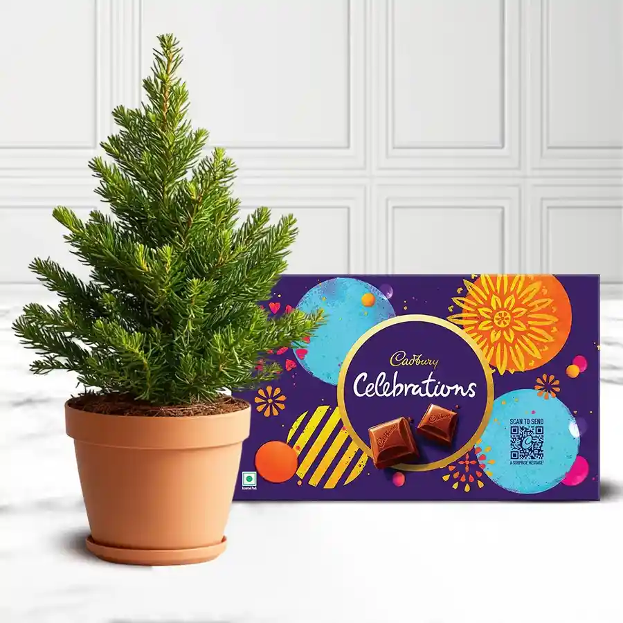 Lovely Araucaria potted plant alongside a Cadbury Celebrations gift pack on a decorative surface