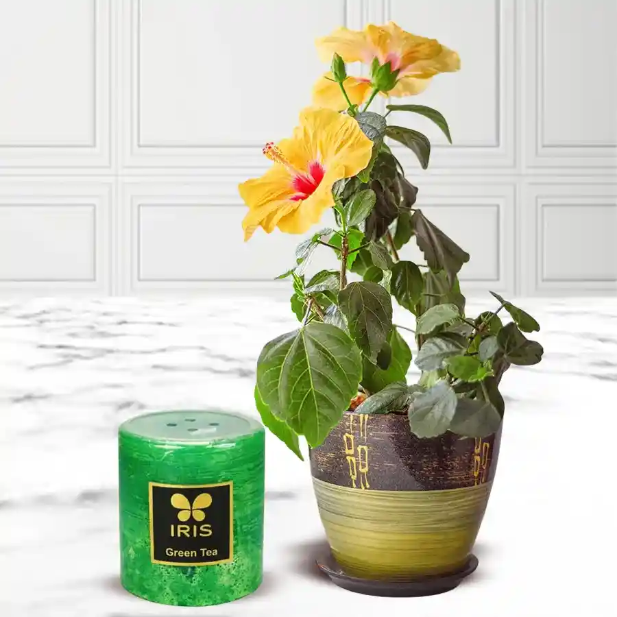 Wonderful Hibiscus Potted Plant with Lavender Aroma Pillar Candle displayed together, showcasing vibrant blooms and a soothing candle for a cozy atmosphere.