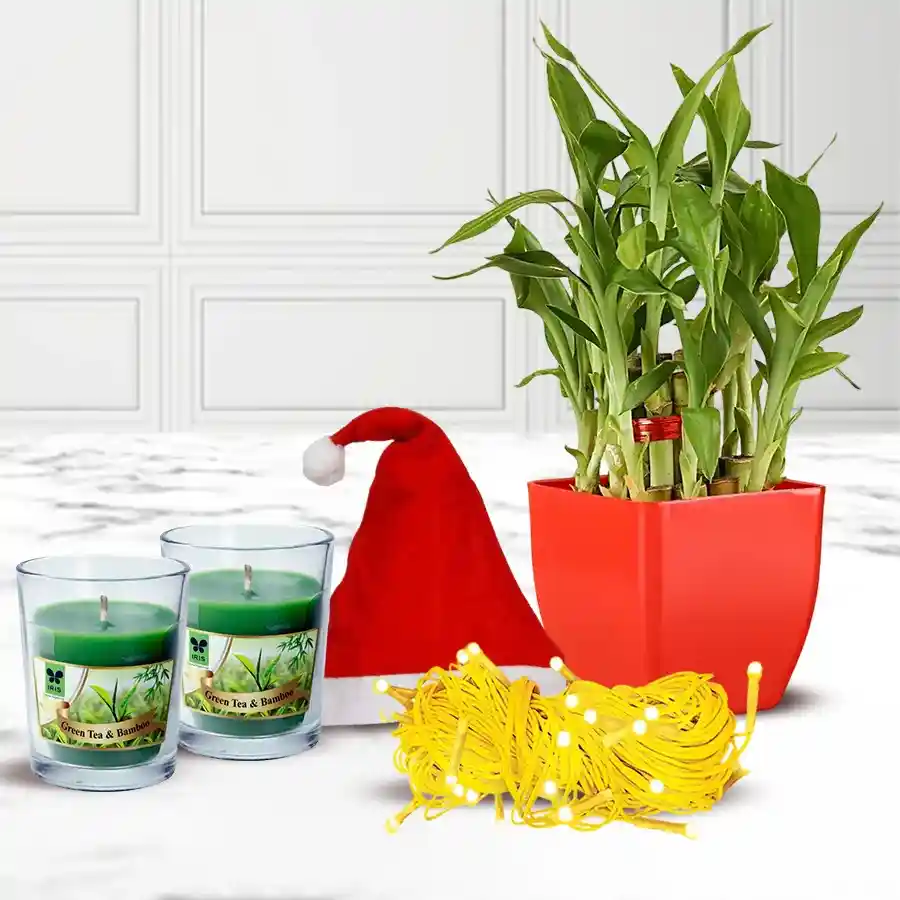 Wonderful Plant Gift Combo including a two-tier bamboo plant, aroma shot candles, LED chain lights, and a Santa Claus cap arranged in a festive display.
