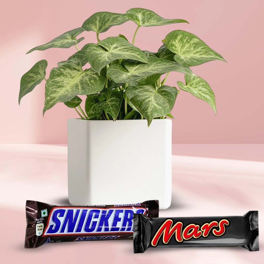Fancy gift combo featuring a vibrant Syngonium plant alongside Mars and Snickers chocolate bars, perfect for Christmas.