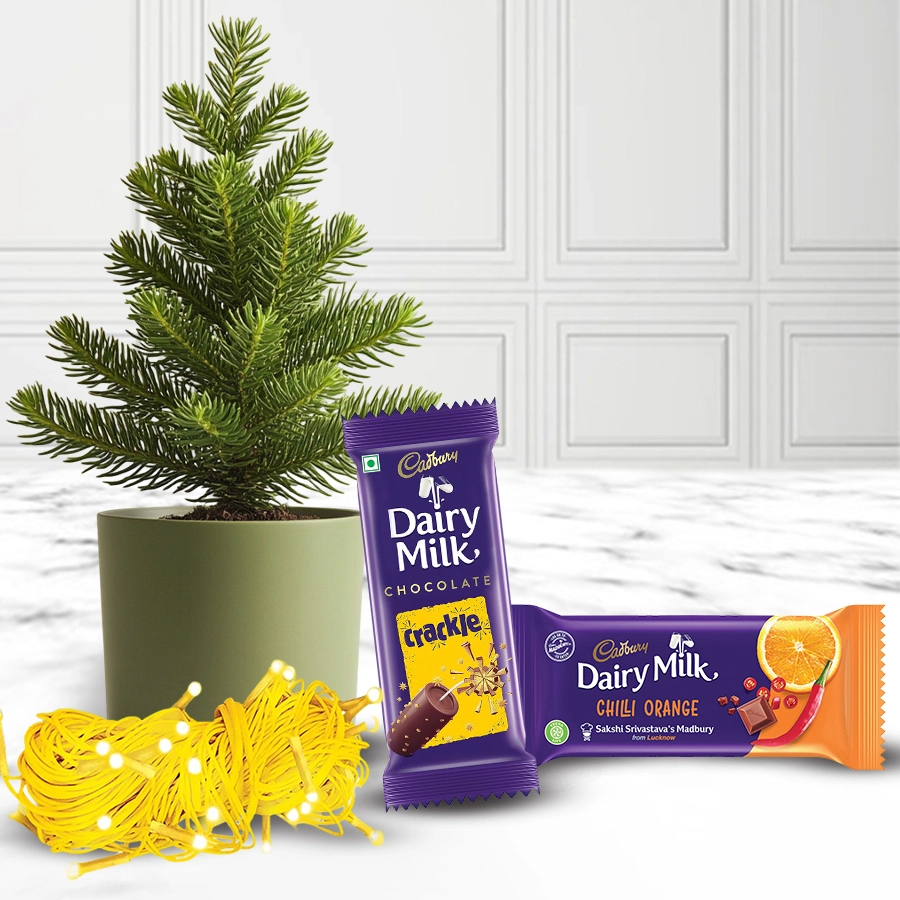 Trendy Christmas gift bundle featuring a Norfolk Island Pine plant, string lights, and Cadbury chocolates
