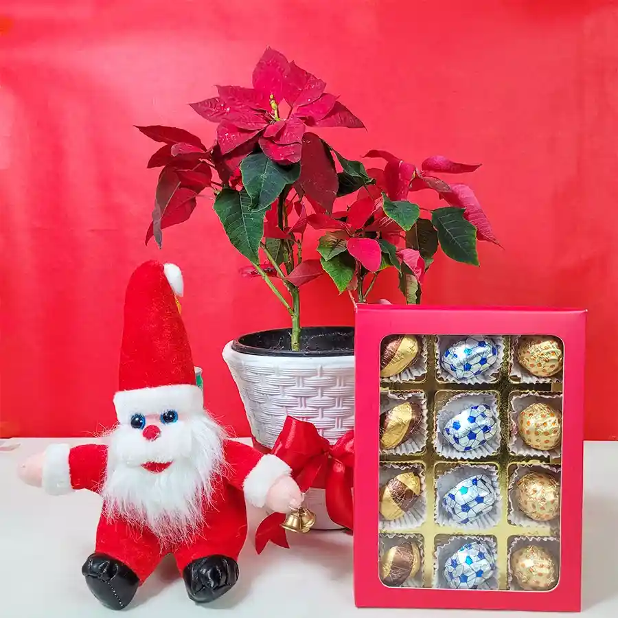 Christmas Special Gifts Delight hamper featuring a vibrant Poinsettia Plant, handmade fruit and nut chocolates, and a cuddly Santa Claus soft toy.