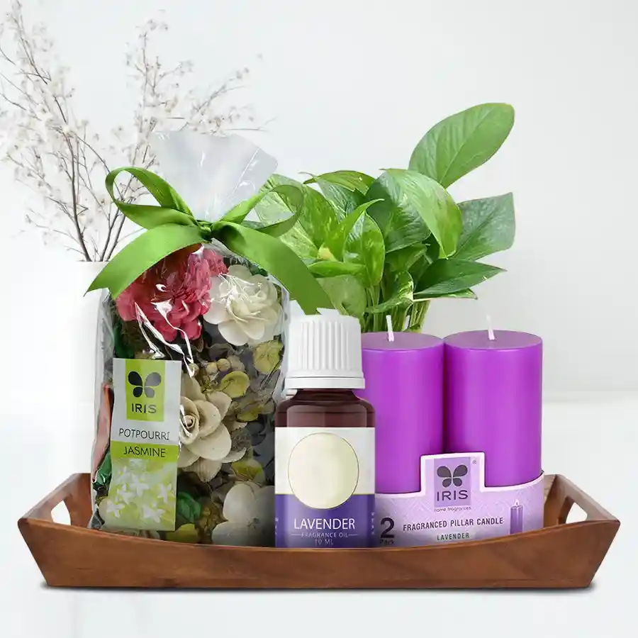 Exclusive Birthday Gift of Aroma Therapy n Money Plant