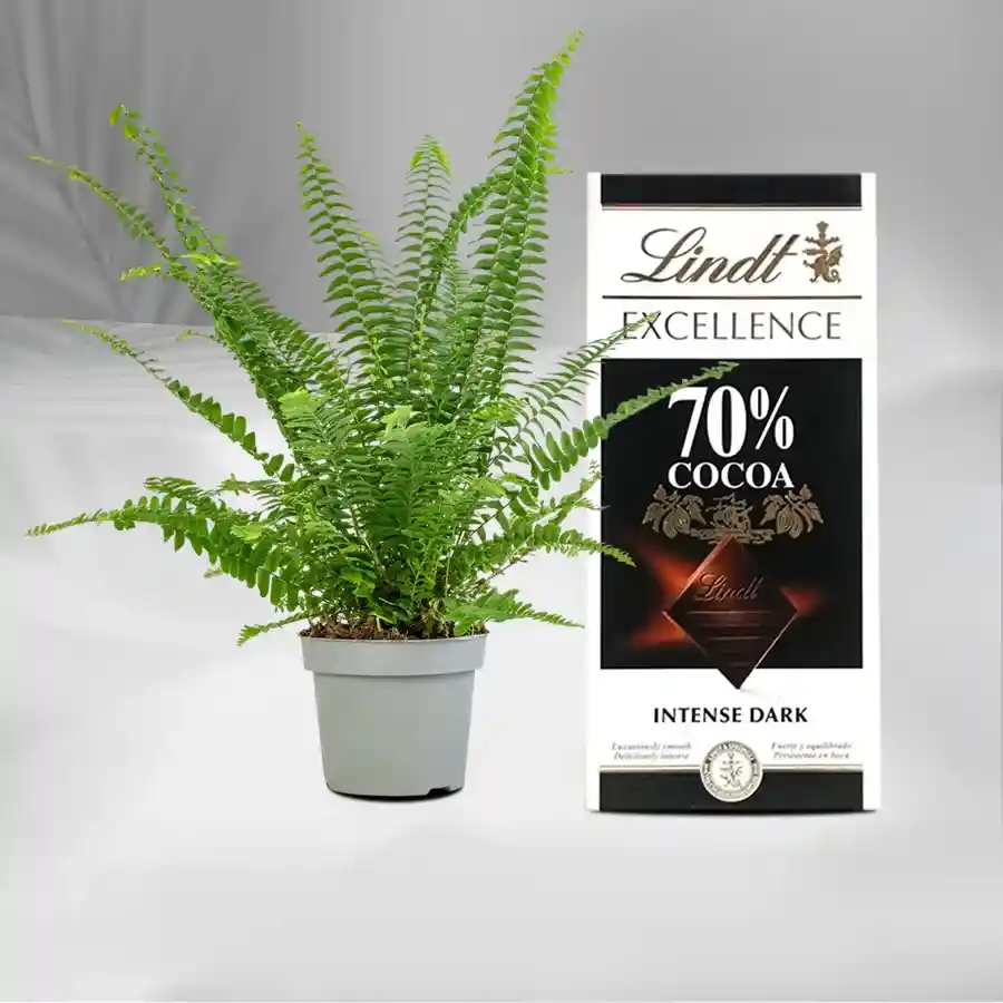 Air Purifier Bostern Fern Plant N Lindt Bar Gift Combo