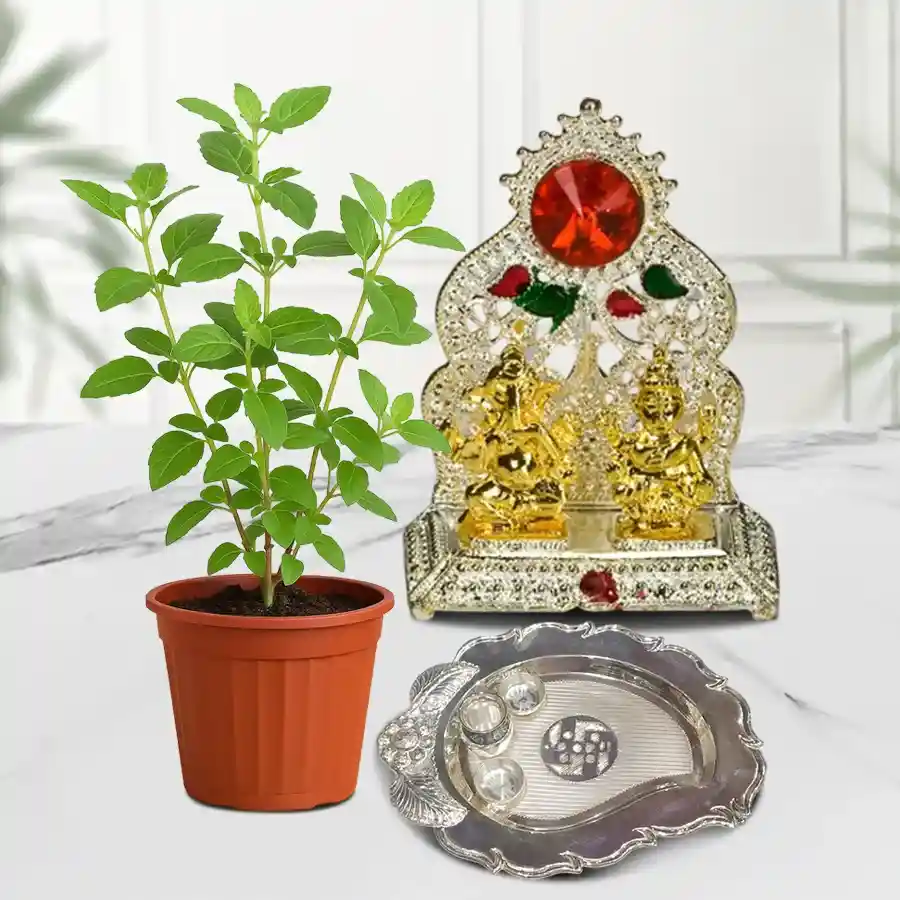 Appealing Gift of Tulsi Plant with Ganesh Laxmi Mandap N Puja Thali