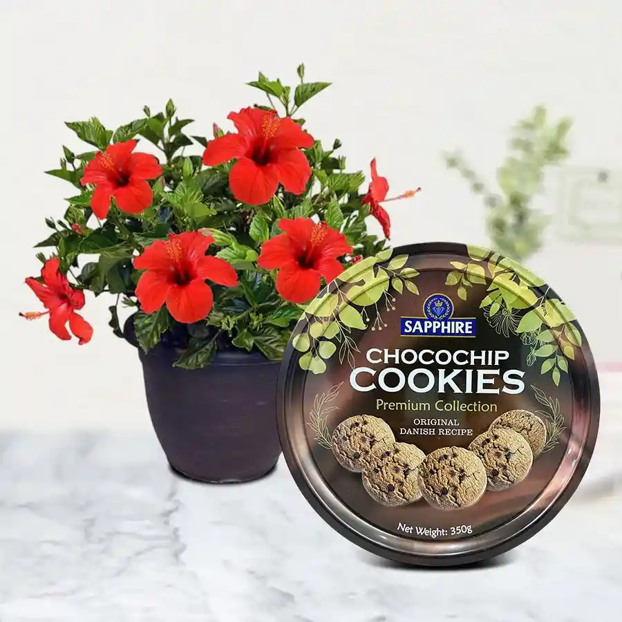 Enchanting Combo of Hibiscus Plant with Cookies